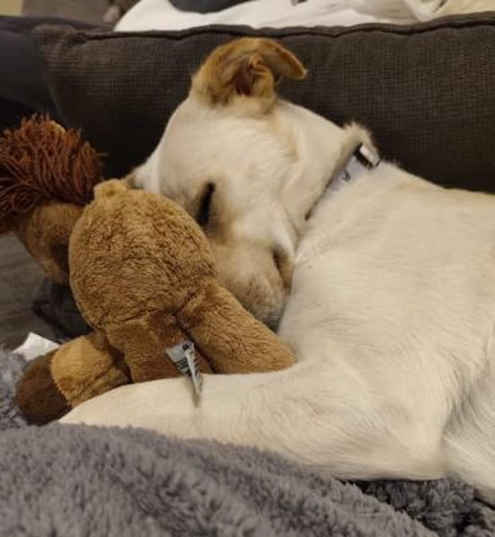 Sala nun Nala sucht neues Zuhause