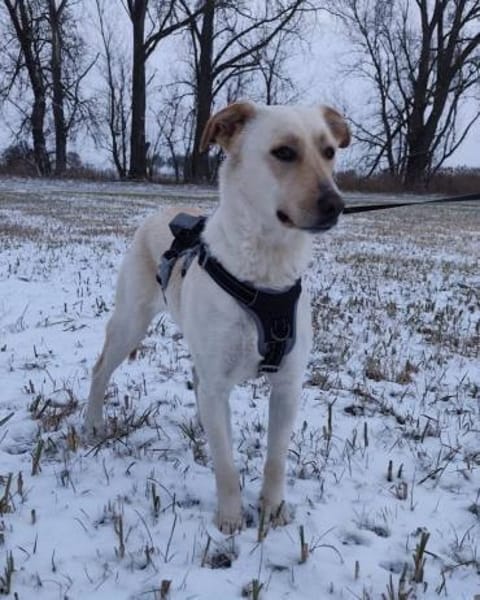 Sala nun Nala sucht neues Zuhause