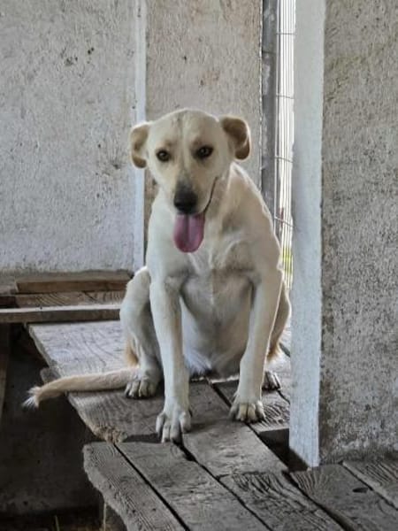 Sala nun Nala sucht neues Zuhause