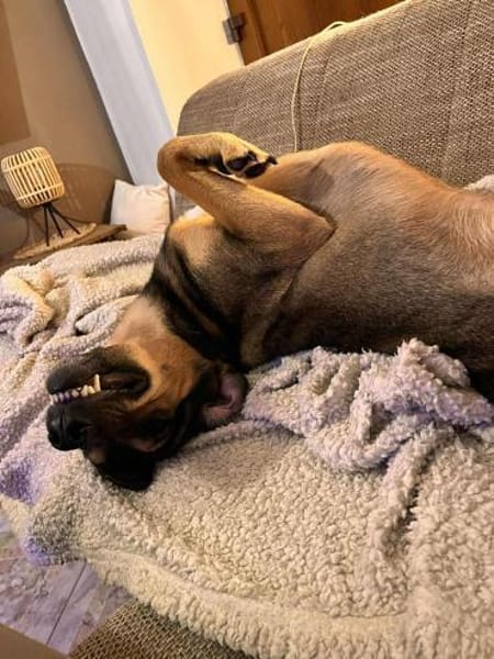 Bracken-Mix BOBBY❤ !Notfall!