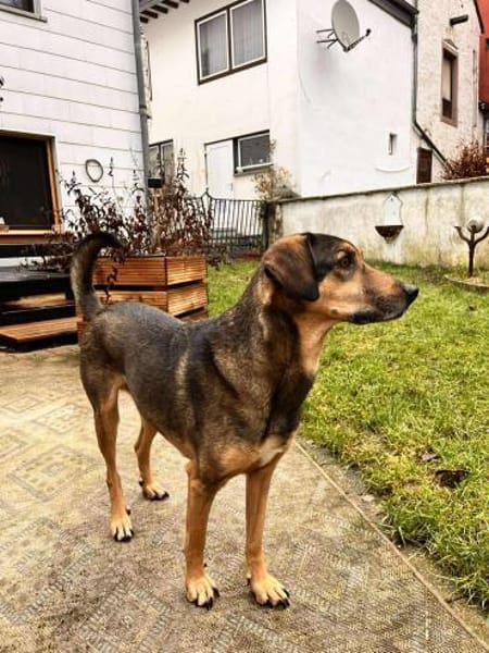 Bracken-Mix BOBBY❤ !Notfall!