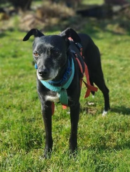 Bella8 sucht ein Zuhause