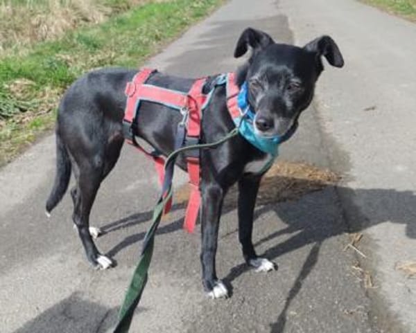 Bella8 sucht ein Zuhause