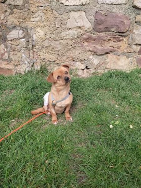 Die kleine Renee sucht ihr Zuhause!