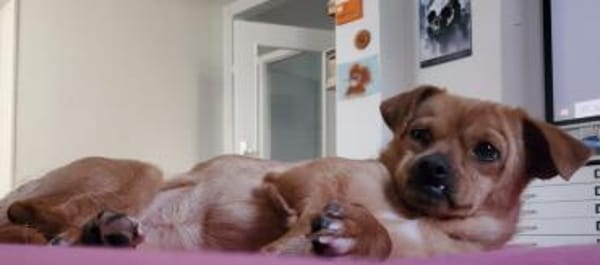 Die kleine Renee sucht ihr Zuhause!