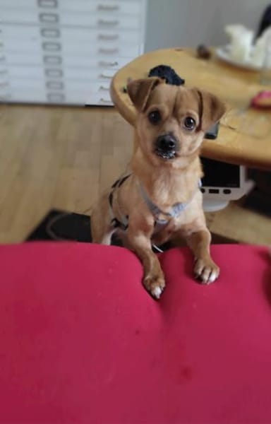 Die kleine Renee sucht ihr Zuhause!