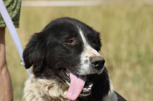 Marina - zutraulich u. kinderlieb