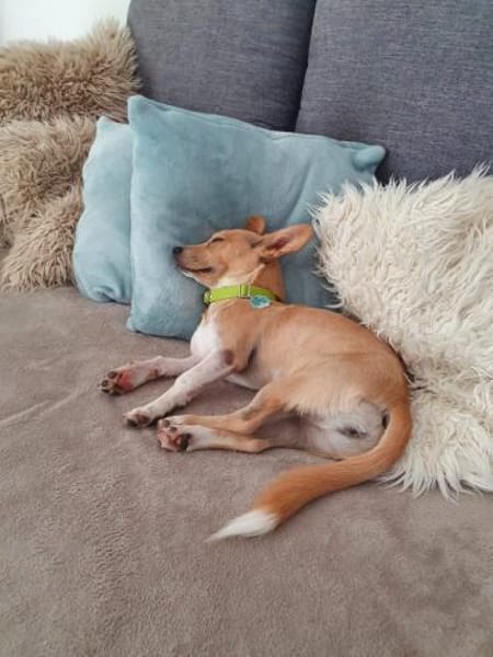 Cherry- mit den besonderen Ohren