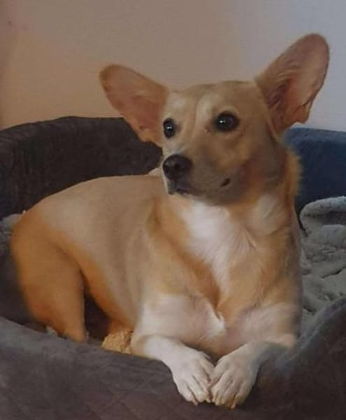 Cherry- mit den besonderen Ohren