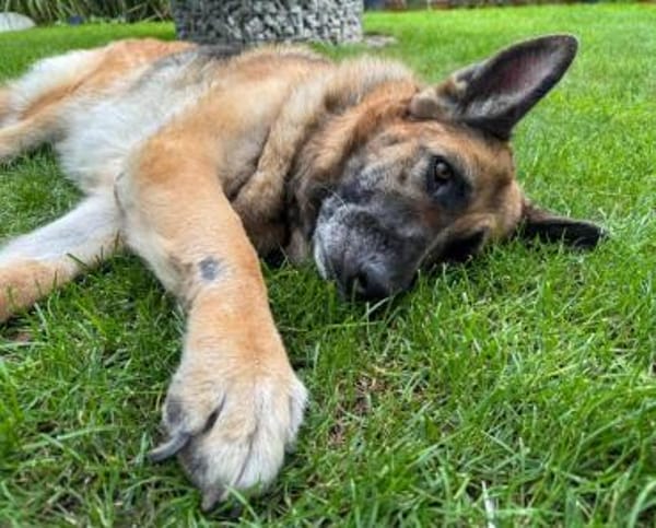 Sara, Traumhund mit Handicap