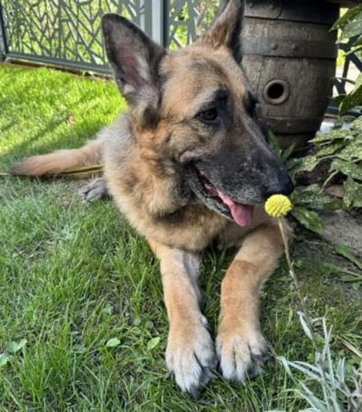 Sara, Traumhund mit Handicap