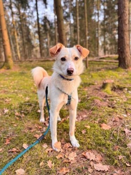 verspielter, verschmuster Monty