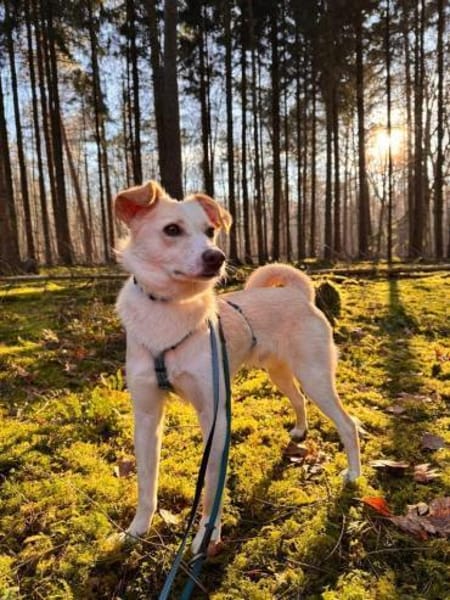 verspielter, verschmuster Monty