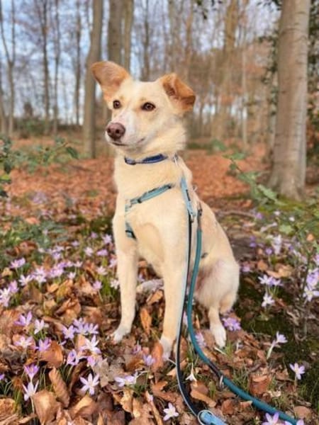 verspielter, verschmuster Monty