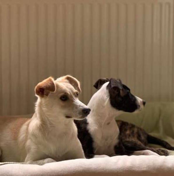 verspielter, verschmuster Monty