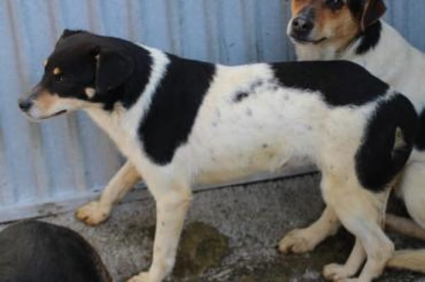 Bia - verspielt u. zutraulich