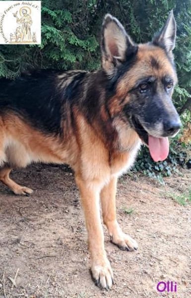 Olli  die schöne Schäferin