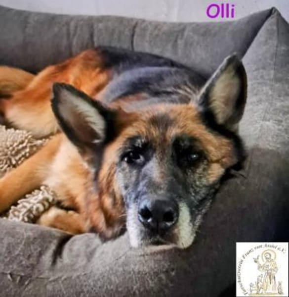 Olli  die schöne Schäferin