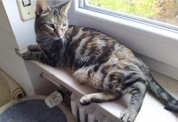 verspielte Julie 😻