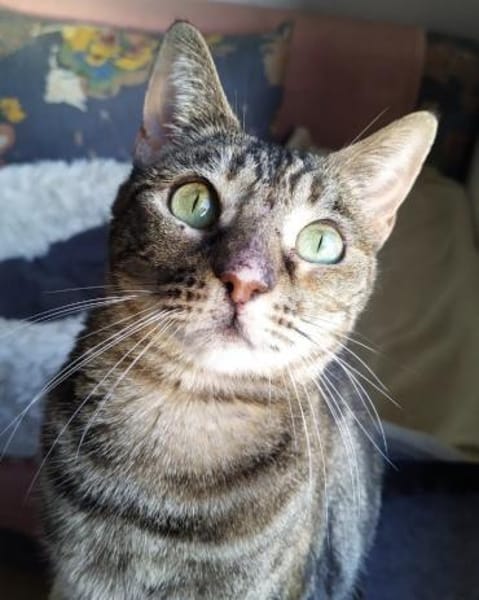 verspielte Julie 😻