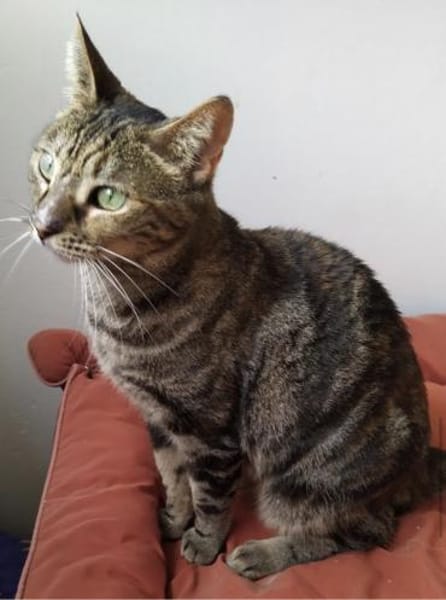 verspielte Julie 😻