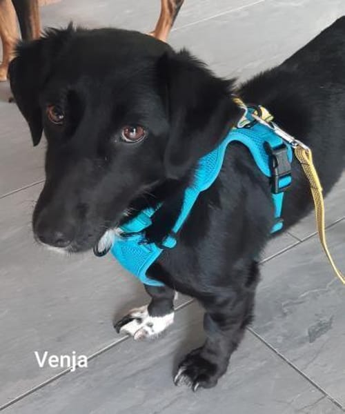 Venja-kl.Kragenbärin ohne Vertrauen