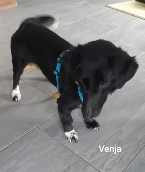 Venja-kl.Kragenbärin ohne Vertrauen