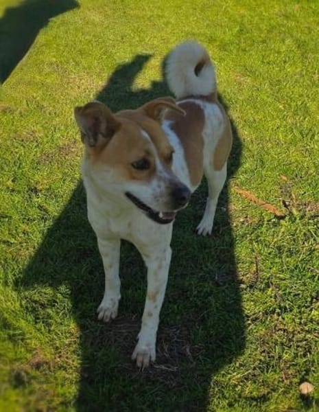 Ginger der perfekte Familienhund