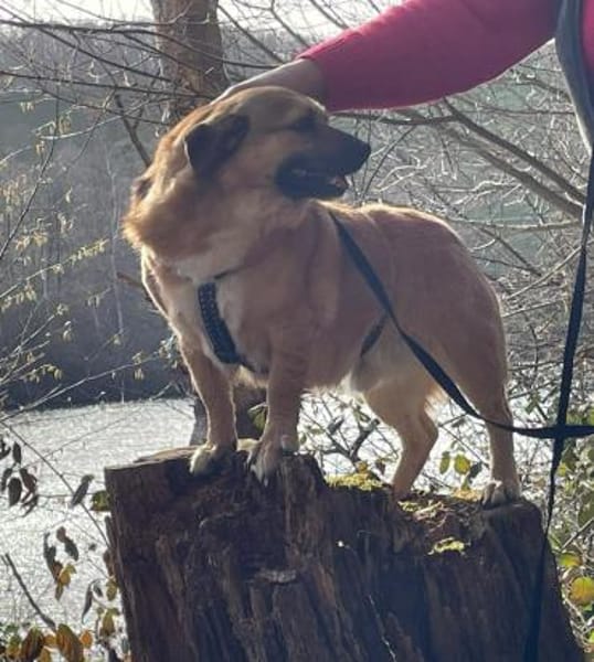 verschmuster Charlie sucht sein Zuhause!