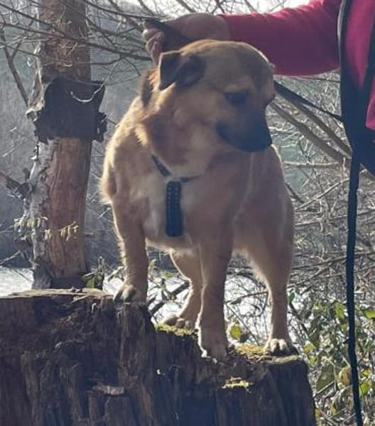 verschmuster Charlie sucht sein Zuhause!