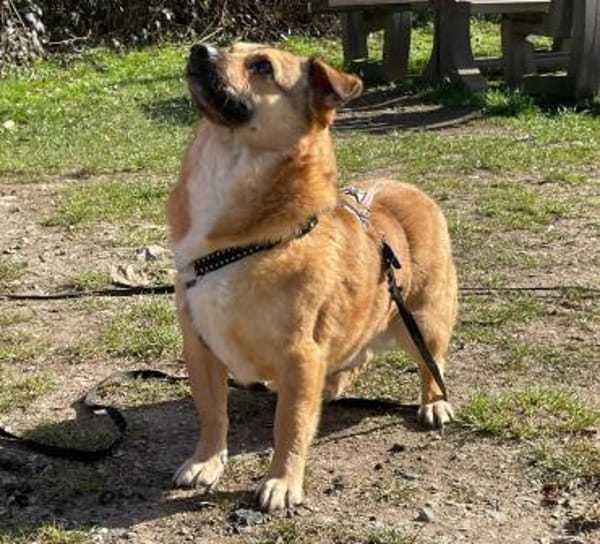 verschmuster Charlie sucht sein Zuhause!