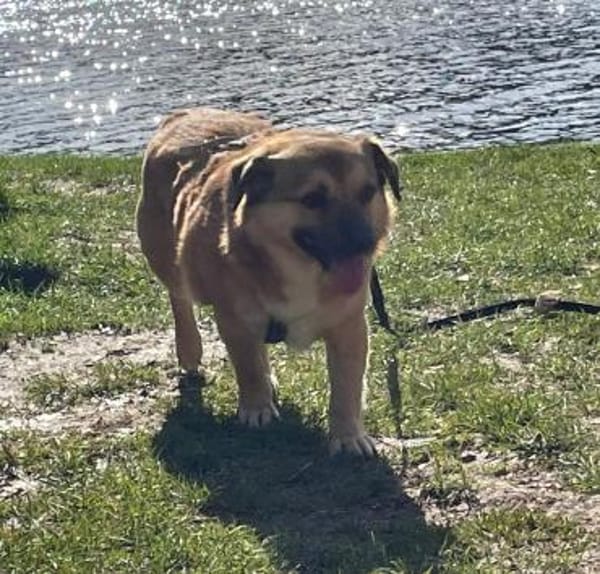 verschmuster Charlie sucht sein Zuhause!