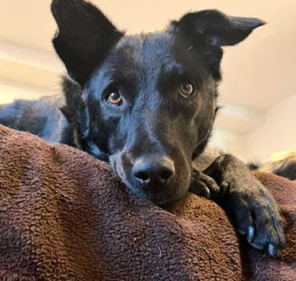 LUNA -auf der Suche nach Geborgenheit!