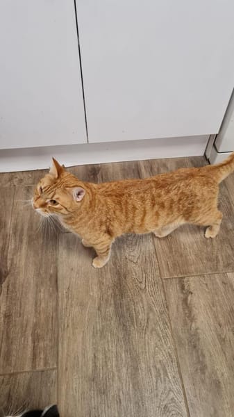 Biggi  Jungkater sucht Für-Immer Zuhause