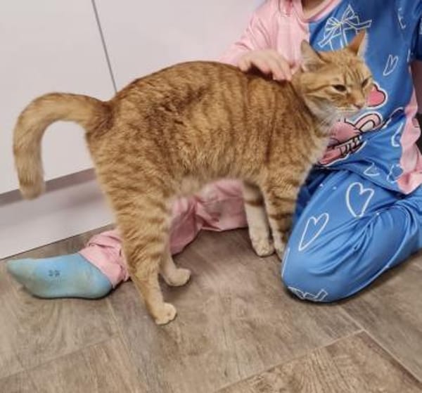 Biggi  Jungkater sucht Für-Immer Zuhause