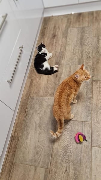 Biggi  Jungkater sucht Für-Immer Zuhause