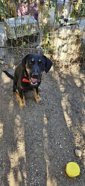 Velcro, Junghund sucht Zuhause