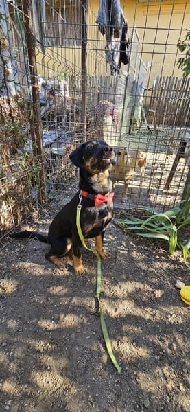 Velcro, Junghund sucht Zuhause