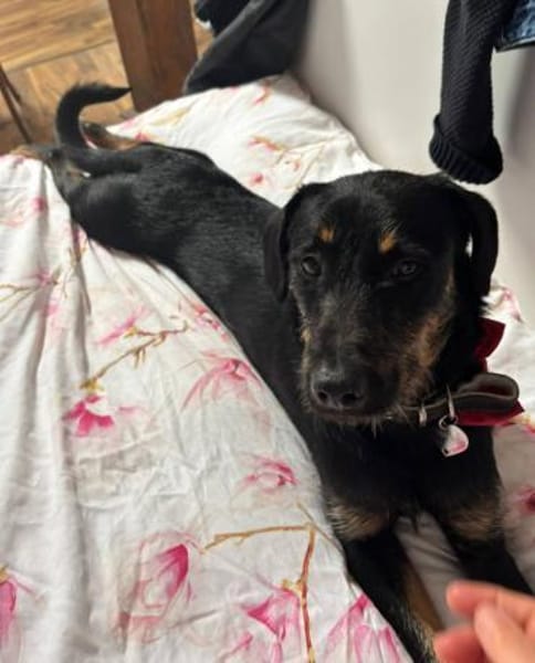 Velcro, Junghund sucht Zuhause