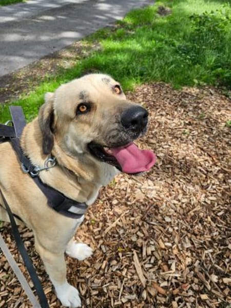 Kali - freundliche lebensfrohe Hündin