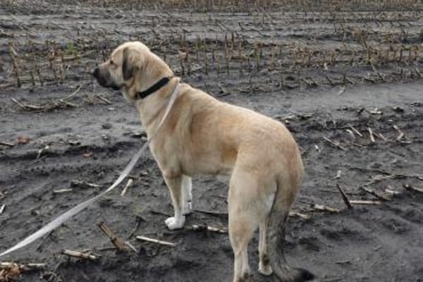 Kali - freundliche lebensfrohe Hündin