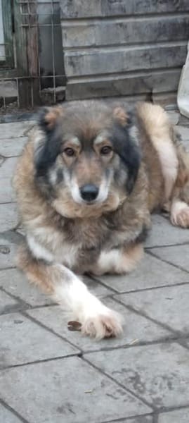 Yvette, fröhliche Hündin sucht Familie