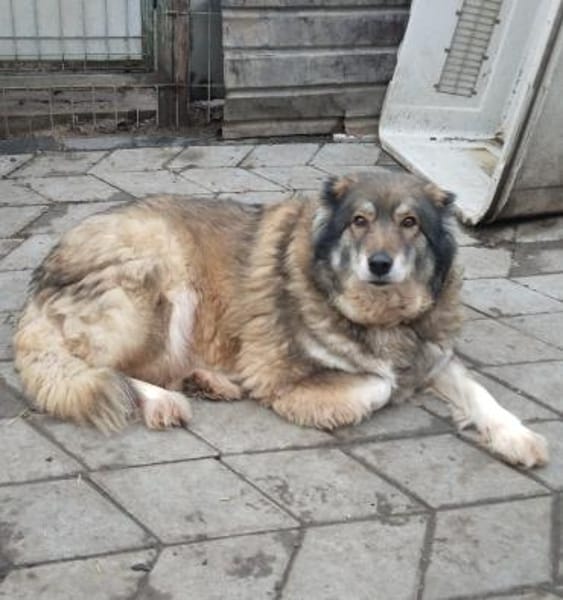 Yvette, fröhliche Hündin sucht Familie