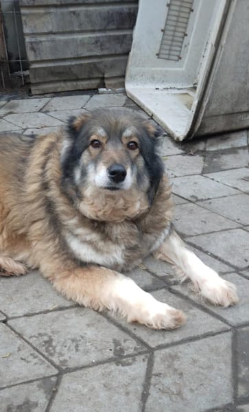 Yvette, fröhliche Hündin sucht Familie