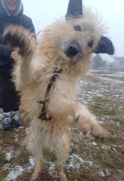 ❤Caesar - sanfte, ältere Seele sucht..