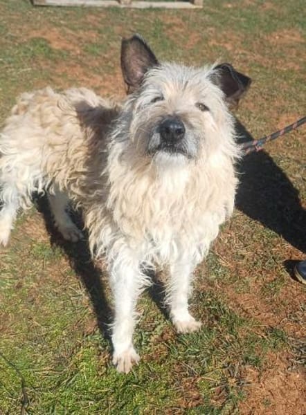 ❤Caesar - sanfte, ältere Seele sucht..