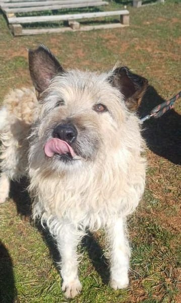 ❤Caesar - sanfte, ältere Seele sucht..