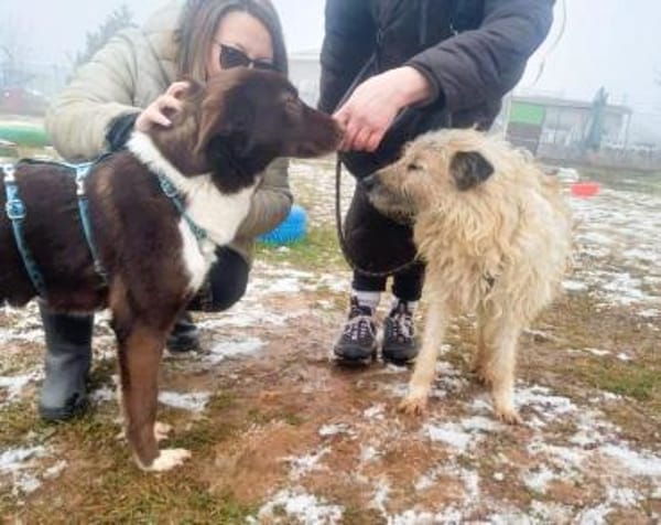 ❤Caesar - sanfte, ältere Seele sucht..