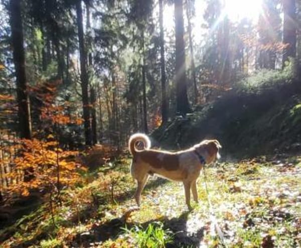 ❤Carino - Handicap......Chancenlos???