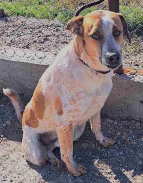 ❤Carino - Handicap......Chancenlos???